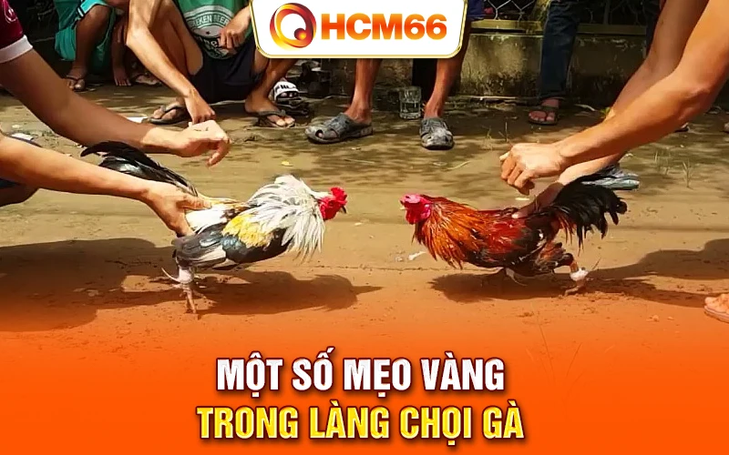 Một số mẹo vàng trong làng chọi gà